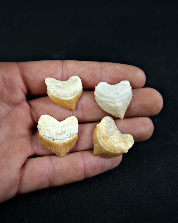 Diente de Squalicorax  (und)