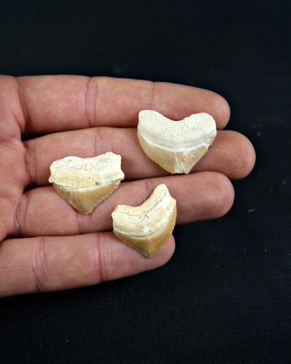 Diente de Squalicorax  (und)