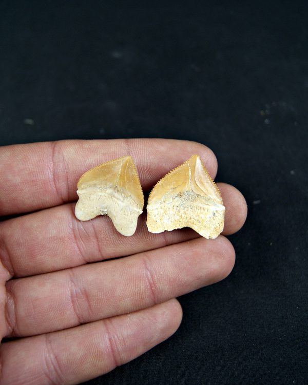 Diente de Squalicorax  (und)