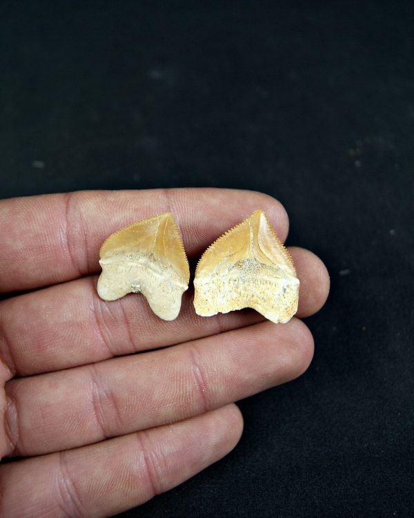 Diente de Squalicorax  (und)