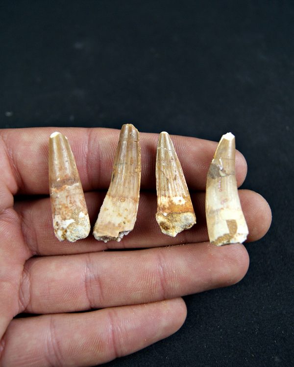 SONY DSC Diente de Spinosaurus aegyptiacus (und)