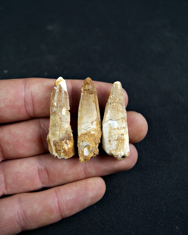 SONY DSC Diente de Spinosaurus aegyptiacus (und)