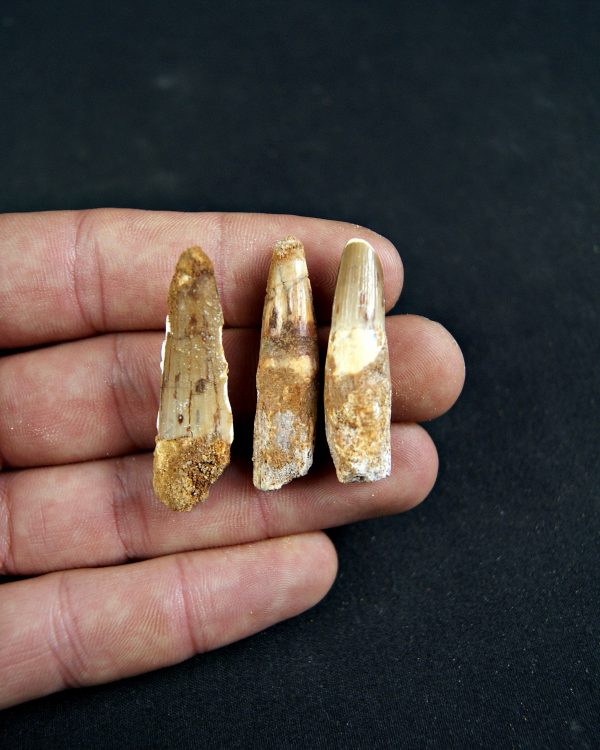 SONY DSC Diente de Spinosaurus aegyptiacus (und)