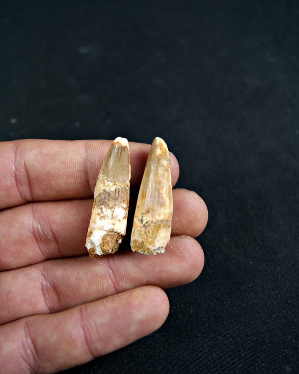 SONY DSC Diente de Spinosaurus aegyptiacus (und)