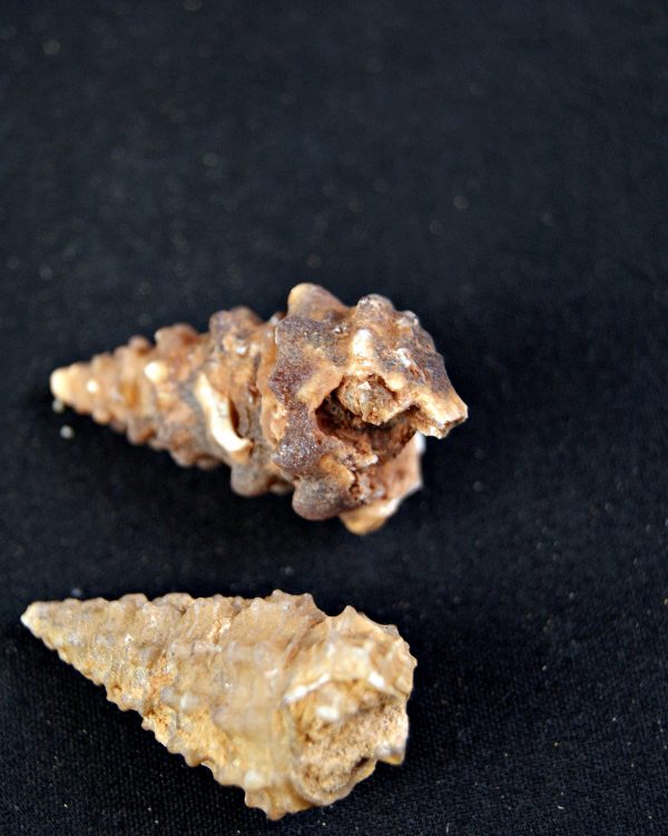 Caracol espinoso /Gasterópodo agatizado