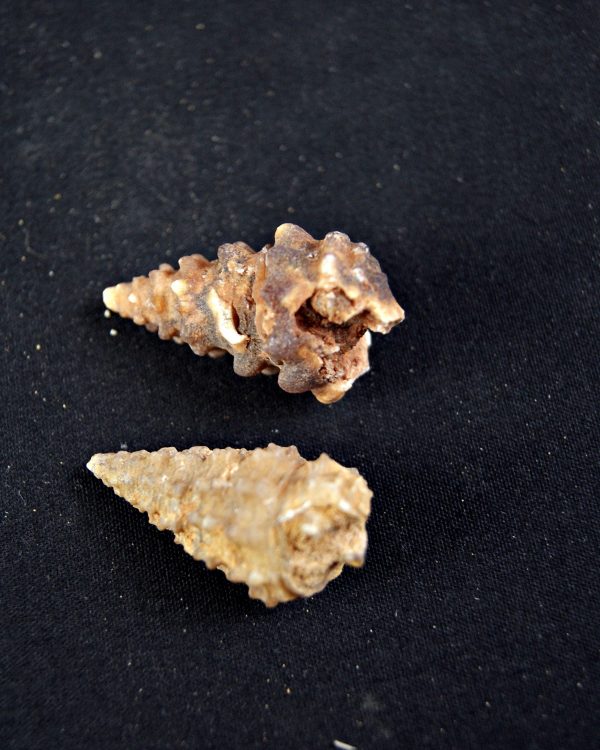 Caracol espinoso /Gasterópodo agatizado