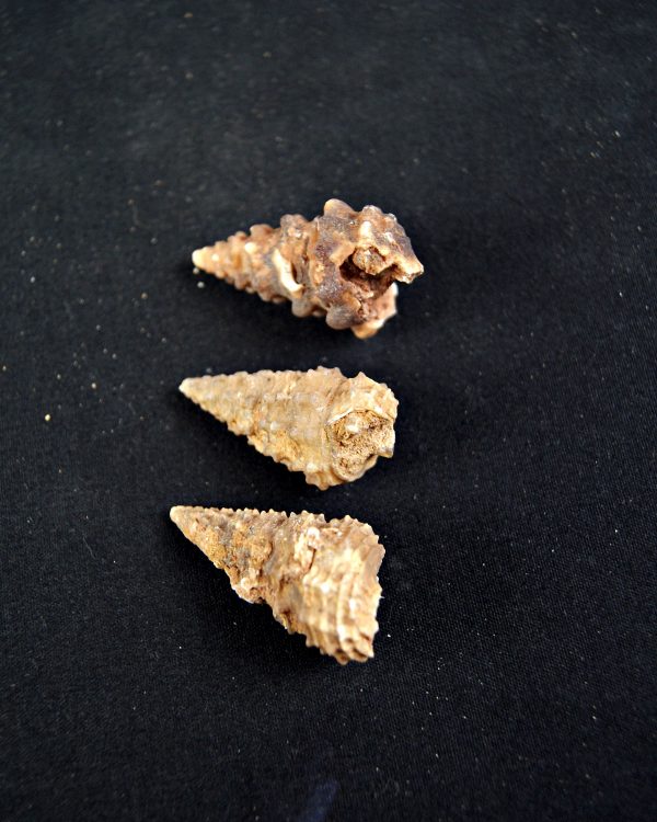 Caracol espinoso /Gasterópodo agatizado