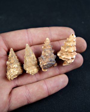 Caracol espinoso /Gasterópodo agatizado