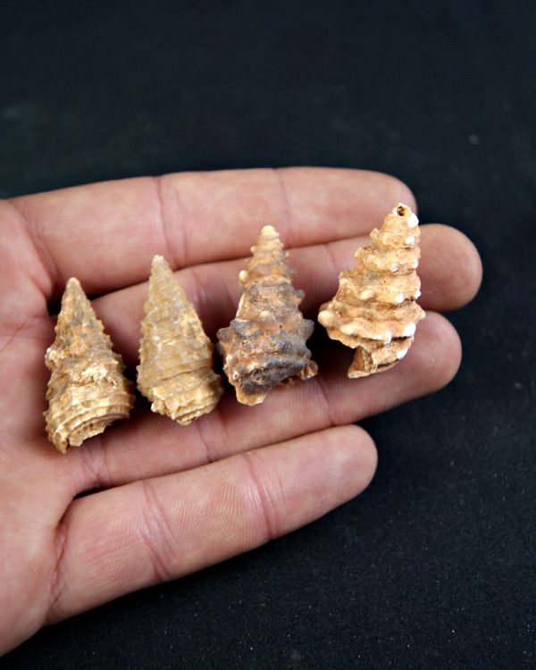 Caracol espinoso /Gasterópodo agatizado