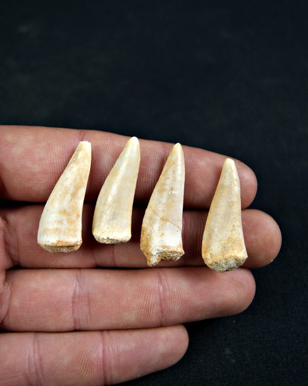 Diente de Enchodus libycus (Und)