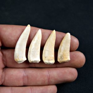 Diente de Enchodus libycus (Und)