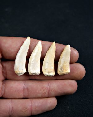 Diente de Enchodus libycus (Und)