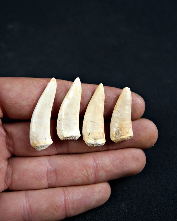 Diente de Enchodus libycus (Und)