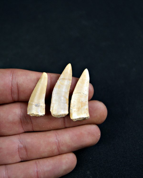 Diente de Enchodus libycus (Und)