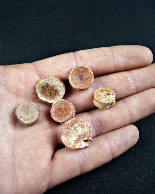 Vértebra de tiburón valle kem kem (Und)