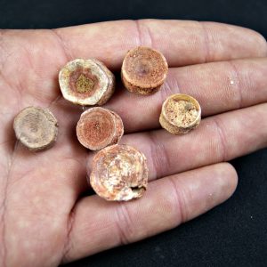 Vértebra de tiburón valle kem kem (Und)