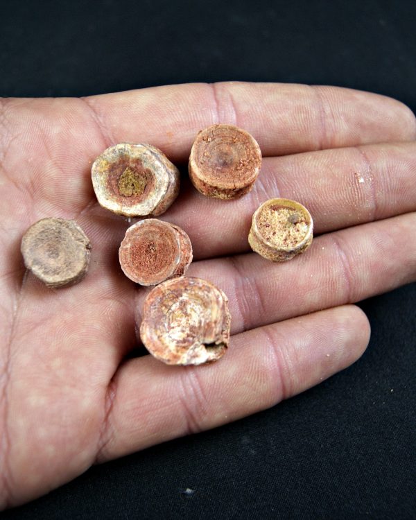 Vértebra de tiburón valle kem kem (Und)