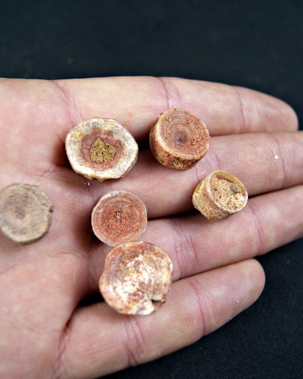 Vértebra de tiburón valle kem kem (Und)