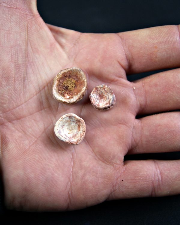 Vértebra de tiburón valle kem kem (Und)