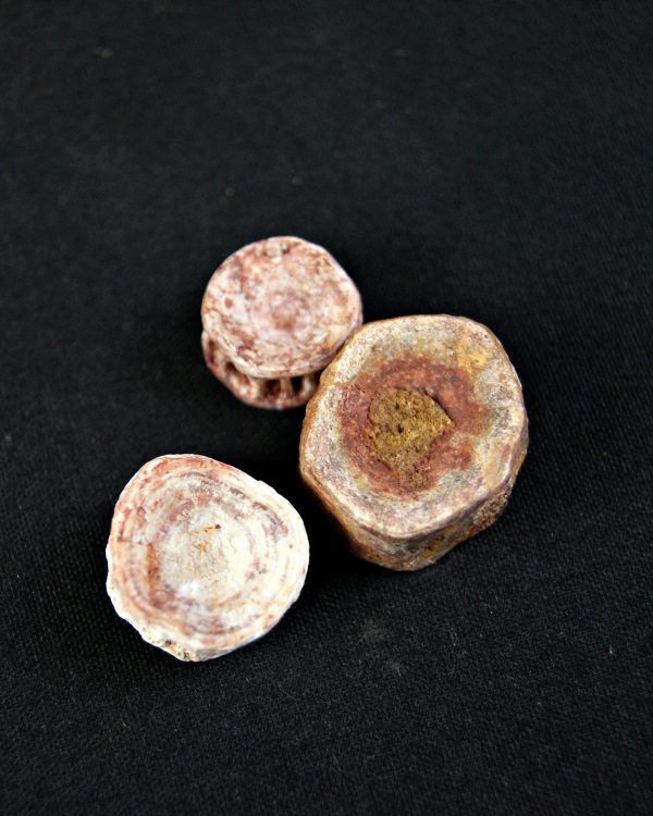 Vértebra de tiburón valle kem kem (Und)