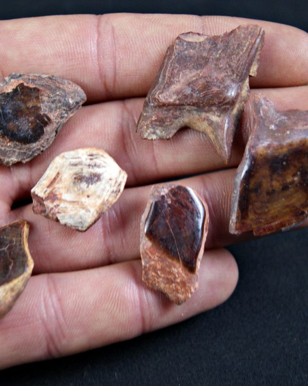 Escamas de Lepidotes (und)