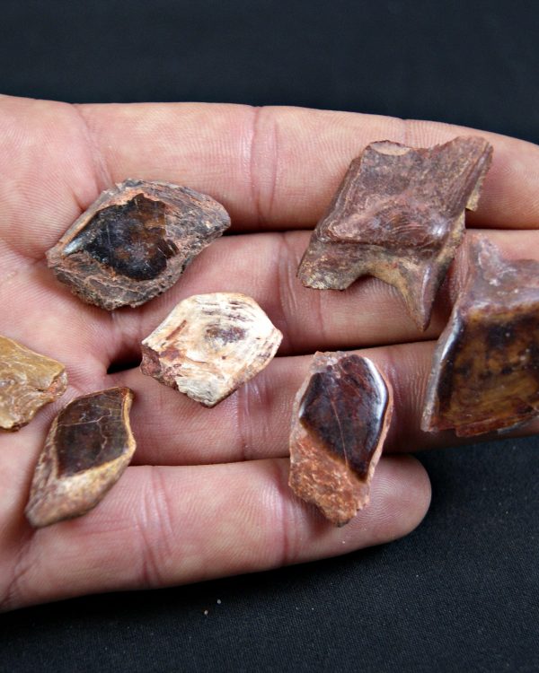 Escamas de Lepidotes (und)