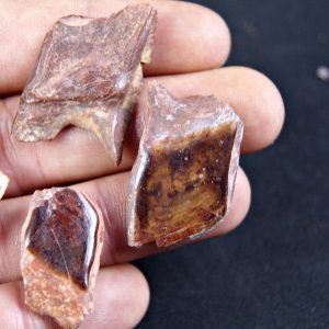 Escamas de Lepidotes (und)