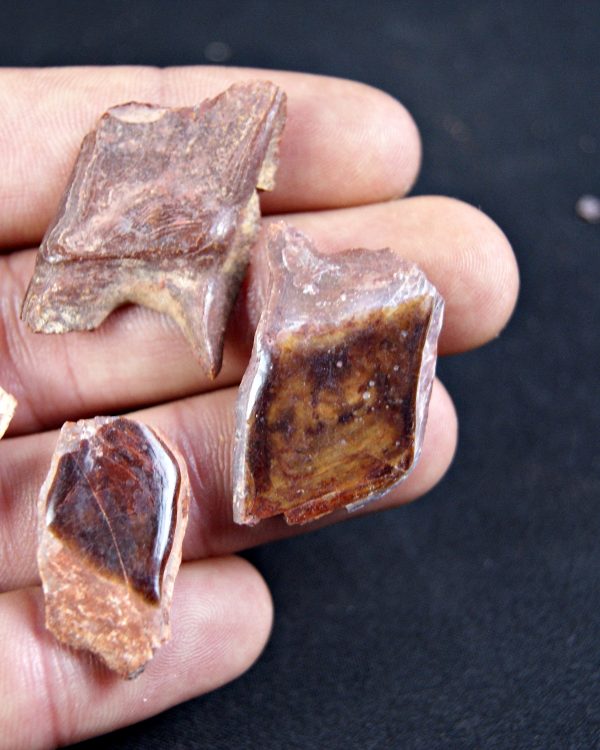 Escamas de Lepidotes (und)