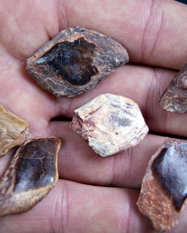 Escamas de Lepidotes (und)