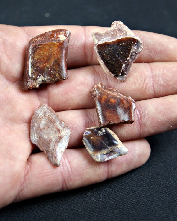 Escamas de Lepidotes (und)