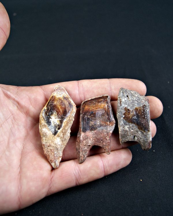 Conjunto de Lepidotes pawdowski