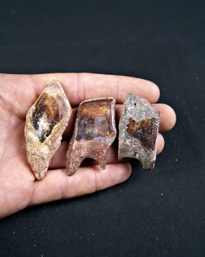 Conjunto de Lepidotes pawdowski