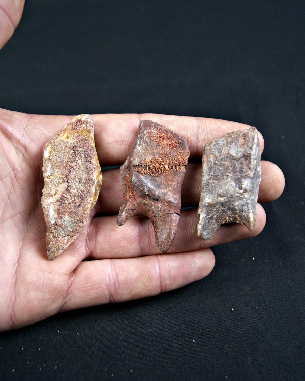 Conjunto de Lepidotes pawdowski