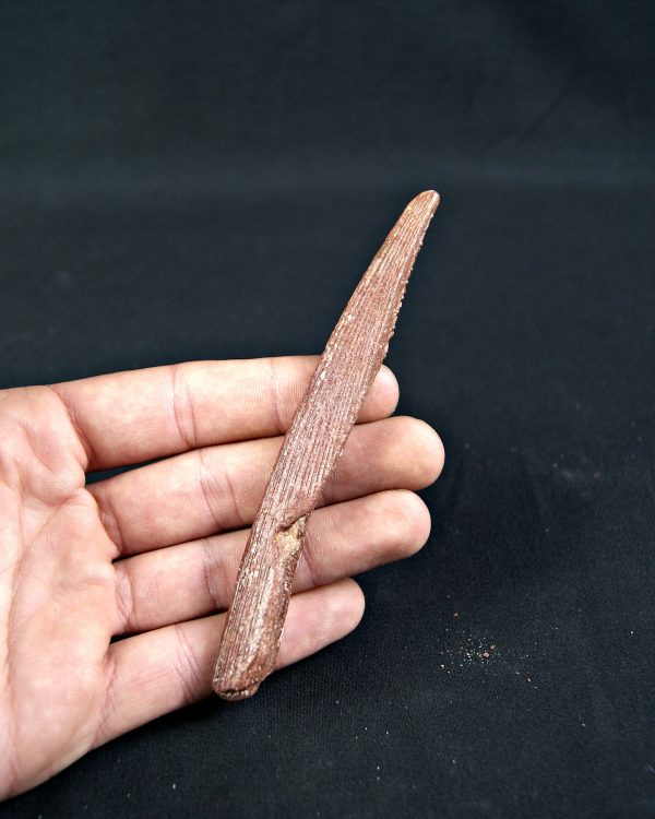 SONY DSC Espina dorsal de Hybodus