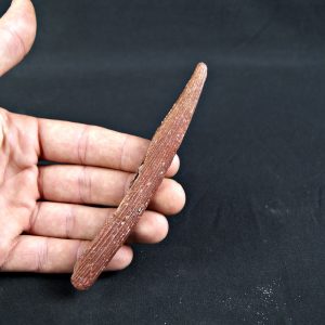 Espina dorsal de Hybodus