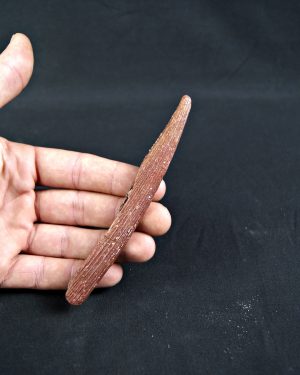 Espina dorsal de Hybodus