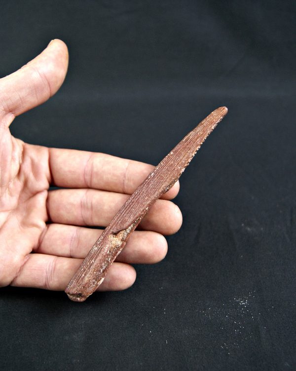 SONY DSC Espina dorsal de Hybodus