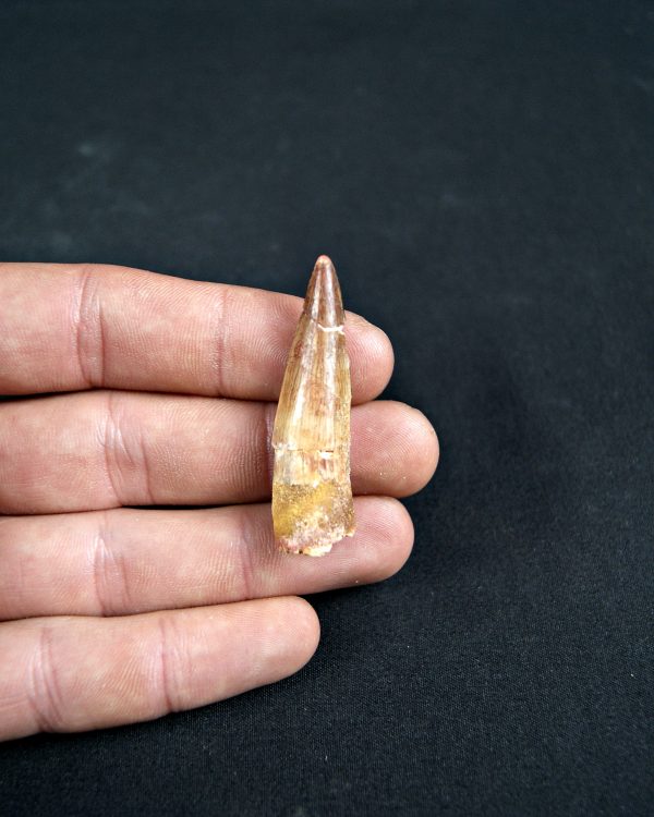 Diente de Spinosaurus aegyptiacus