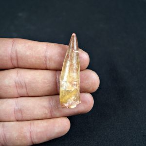 Diente de Spinosaurus aegyptiacus