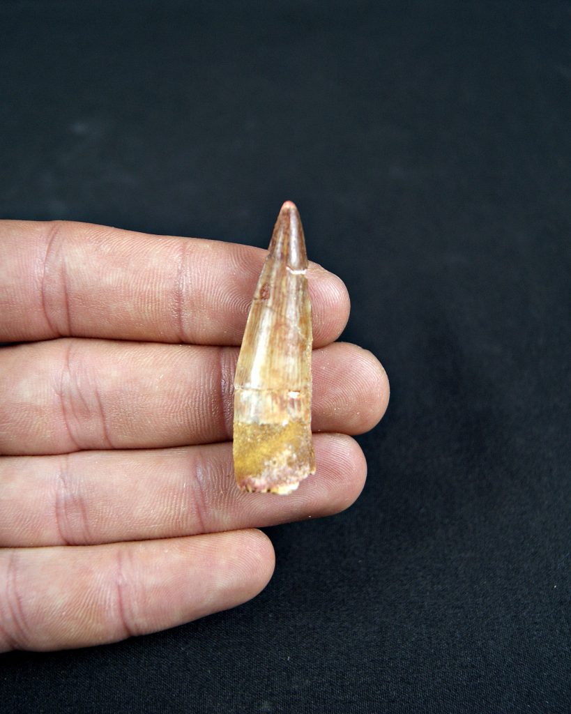 Diente de Spinosaurus aegyptiacus