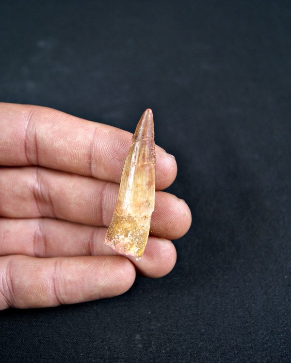 Diente de Spinosaurus aegyptiacus