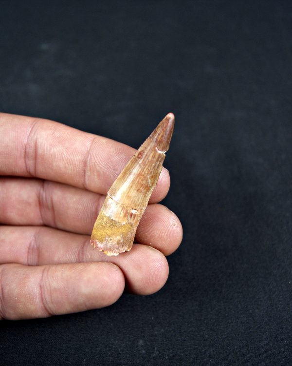 Diente de Spinosaurus aegyptiacus