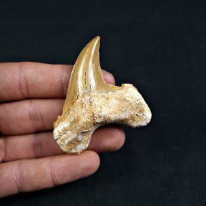 Diente de Otodus obliquus