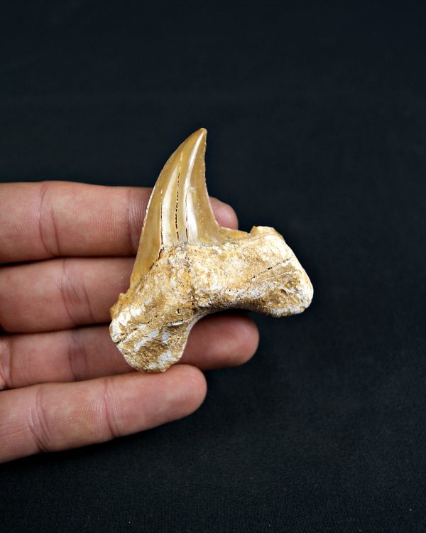 Diente de Otodus obliquus