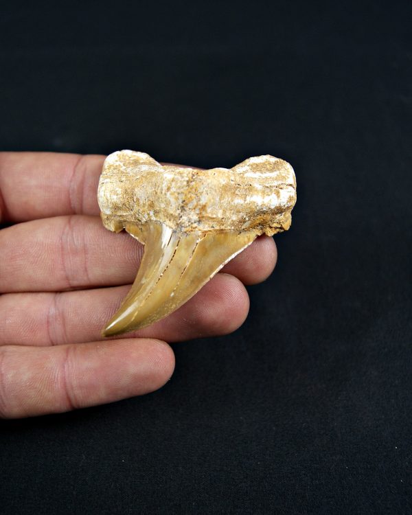 Diente de Otodus obliquus