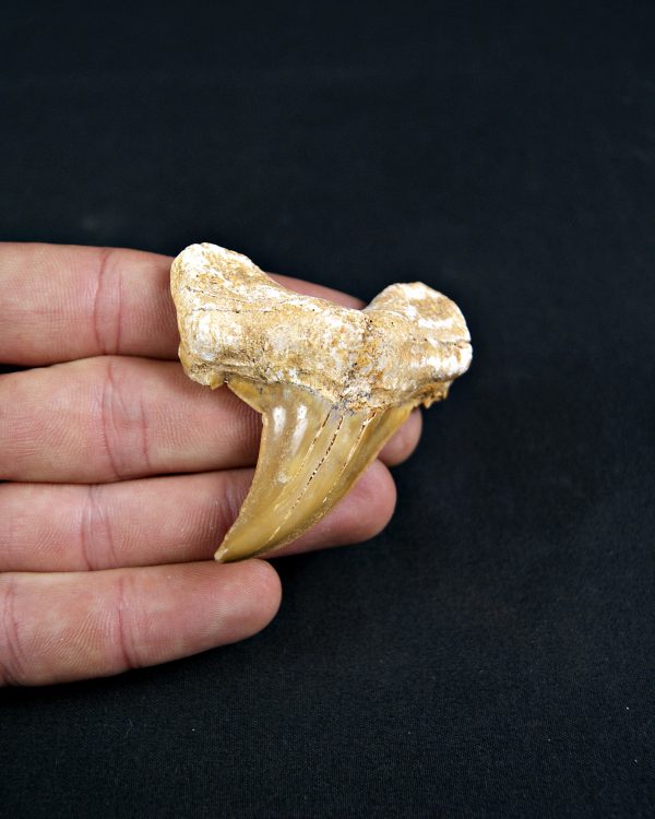 Diente de Otodus obliquus