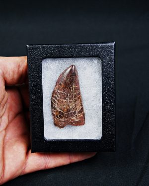 SONY DSC Carcharodontosaurus saharicus