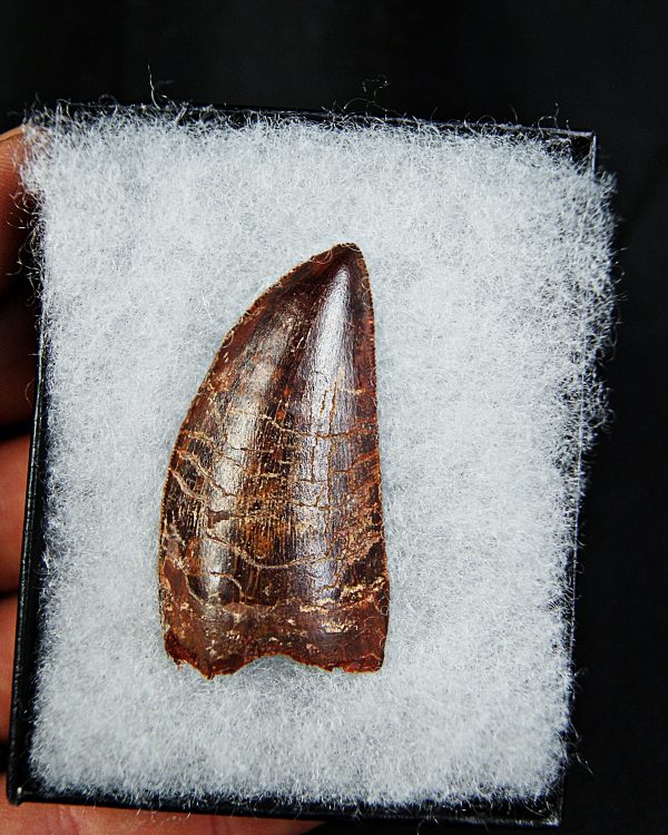 Carcharodontosaurus saharicus