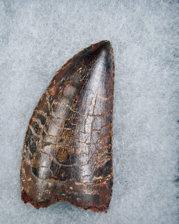 Carcharodontosaurus saharicus