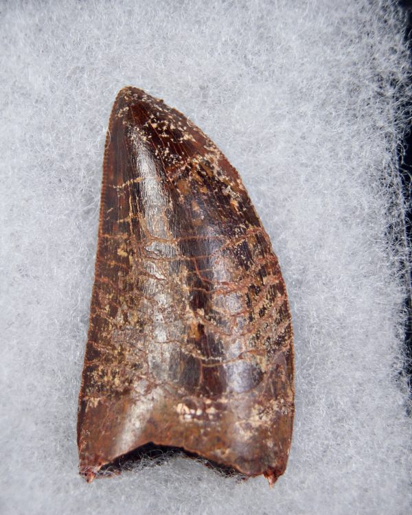 Carcharodontosaurus saharicus